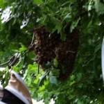 swarm-beekeeping