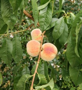 DrBeekeeper's Peaches