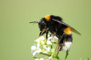 A Bombus terrestris worker collecting nectar